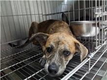 Photo of No. AAAIG1070731004, Young · Male · Medium · Mixed breed