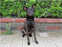 Photo of No. HAAAG1050823273, Adult · Female · Medium · Mixed breed