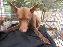 Photo of No. CAAAG1070125005, Adult · Male · Medium · Mixed breed