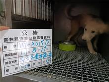 Tan young female mixed-breed dog, Small, shelter no. …015D