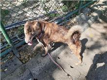 Photo of No. 106111501, Young · Female · Medium · Mixed breed
