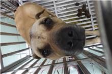 Photo of No. S090313-02, Adult · Male · Medium · Mixed breed