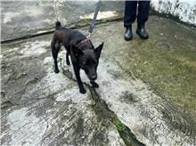 Photo of No. AAAHG1110528001, Adult · Female · Medium · Mixed breed