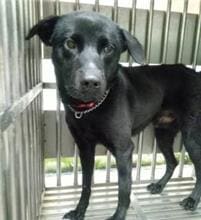 Photo of No. AAAEG1090403001, Adult · Male · Medium · Mixed breed