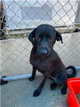 Black adult female mixed-breed dog, Medium, shelter no. …2033