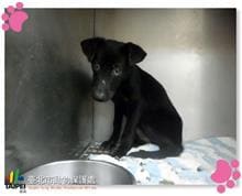 Photo of No. 107011801, Young · Female · Small · Mixed breed