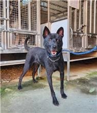 Photo of No. DAAAG1101202001, Adult · Male · Medium · Mixed breed