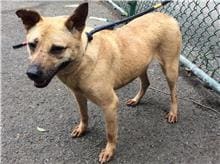 Black-and-tan adult female mixed-breed dog, Medium, shelter no. …0401