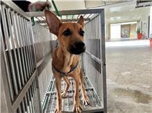 Tan adult female mixed-breed dog, Medium, shelter no. …2012