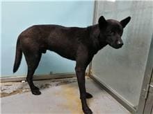 Photo of No. 110040901, Adult · Male · Medium · Mixed breed