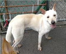 Photo of No. 106080703, Adult · Male · Medium · Mixed breed