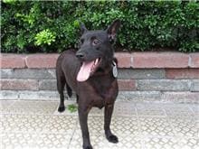 Photo of No. HAAAG1051004252, Adult · Male · Medium · Mixed breed