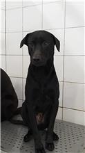 Photo of No. AAAIG1080114008, Male · Small · Mixed breed