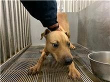 Photo of No. CAAAG1100114006, Male · Medium · American Pit Bull Terrier