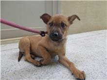 Tan adult female mixed-breed dog, Small, shelter no. …9002