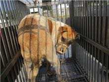 Photo of No. CAAAG1081004011, Adult · Female · Medium · Mixed breed