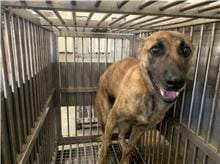 Tabby adult male mixed-breed dog, Medium, shelter no. …9002