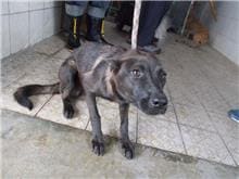 Photo of No. HAAAG1050810058, Adult · Female · Medium · Mixed breed
