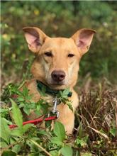 Photo of No. HAAAG1050311599, Adult · Female · Medium · Mixed breed