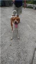 Photo of No. AAAHG1101008001, Adult · Male · Medium · Mixed breed