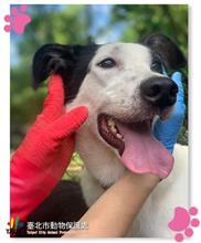 Black-and-white young female mixed-breed dog, Medium, shelter no. …1605