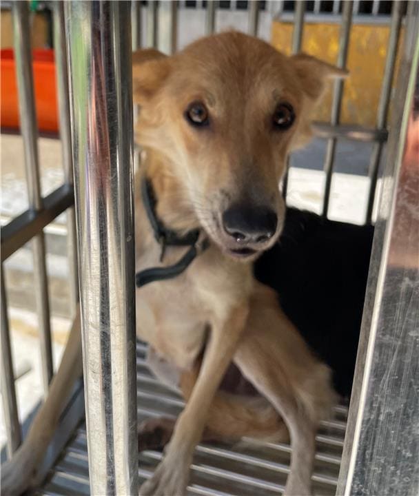 Photo of No. PAAAG1110803007, Adult · Female · Large · Mixed breed