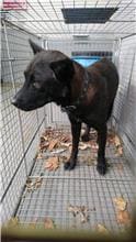 Photo of No. AAAHG1090901001, Adult · Female · Medium · Mixed breed