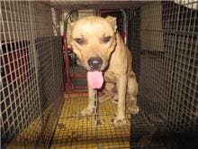 Photo of No. CAAAG1101102017, Adult · Male · Large · American Pit Bull Terrier