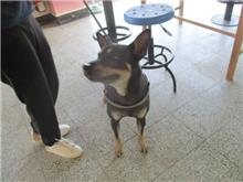 Photo of No. CAAAG1080304002, Male · Medium · Mixed breed
