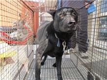 Black male mixed-breed dog, Medium, shelter no. …2004