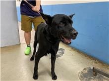 Photo of No. 111021605, Adult · Male · Medium · Mixed breed