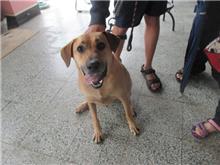 Photo of No. CAAAG1071223002, Adult · Male · Medium · Mixed breed