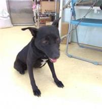 Photo of No. AAAEG1090307003, Adult · Female · Medium · Mixed breed