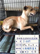 Photo of No. 107-J007D, Female · Large · Mixed breed