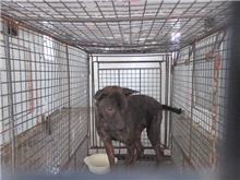Photo of No. CAAAG1070327001, Adult · Female · Medium · Mixed breed