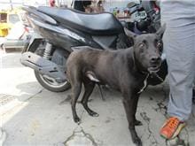 Photo of No. HAAAG1090307181, Male · Medium · Mixed breed