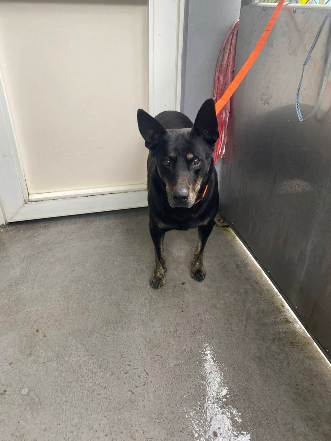 Photo of No. AAAHG1110207002, Adult · Male · Medium · Mixed breed