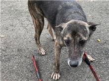 Photo of No. 108041007, Adult · Male · Medium · Mixed breed