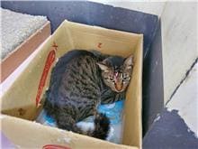 Photo of No. 110021202, Adult · Male · Medium · Mixed breed