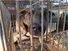Photo of No. W111027-03, Adult · Male · Medium · Mixed breed