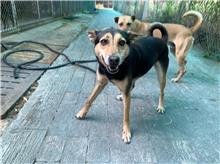 Photo of No. MAAAG1070922001, Adult · Female · Medium · Mixed breed