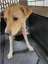 Tan adult female mixed-breed dog, Medium, shelter no. …9001