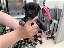 Photo of No. RAAAG1111110007, Young · Female · Small · Mixed breed