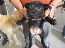 Photo of No. CAAAG1071207011, Young · Female · Small · Mixed breed