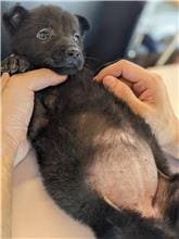 Photo of No. OAAAG1110425001, Adult · Female · Medium · Mixed breed