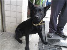 Photo of No. HAAAG1061124675, Adult · Male · Medium · Mixed breed
