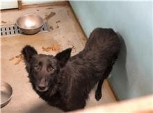 Photo of No. 111010202, Adult · Female · Medium · Mixed breed