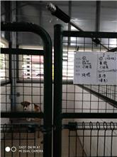 Photo of No. XAAAG1071002001, Adult · Female · Medium · Mixed breed