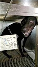 Photo of No. 106-A015D, Male · Large · Mixed breed