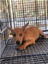 Photo of No. PAAAG1101018023, Adult · Male · Small · Mixed breed